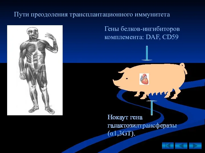 Гены белков-ингибиторов комплемента: DAF, CD59 Нокаут гена галактозилтрансферазы (α1,3GT). Пути преодоления трансплантационного иммунитета