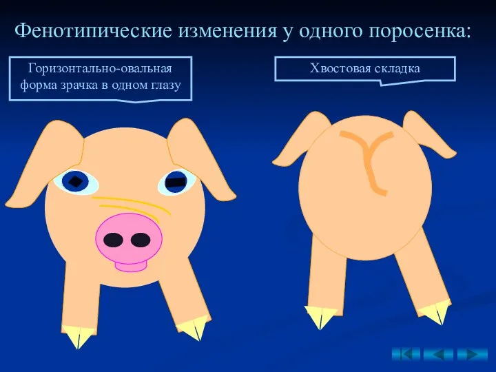 Фенотипические изменения у одного поросенка: Горизонтально-овальная форма зрачка в одном глазу Хвостовая складка