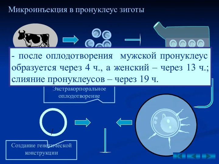 Получение яйцеклеток (овоцитов)от коров Культивирование и созревание яйцеклеток in vitro