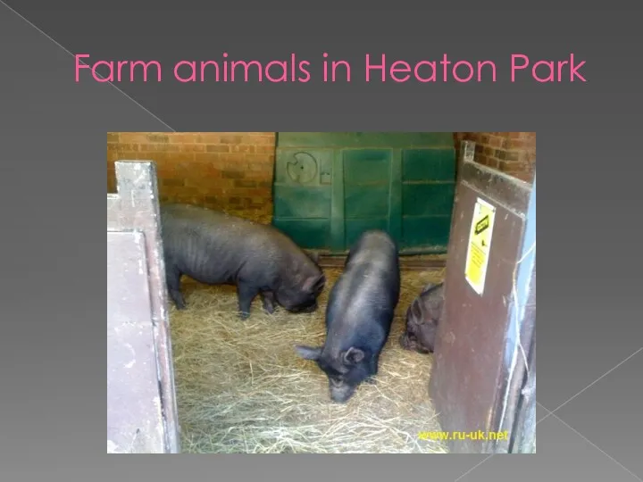Farm animals in Heaton Park