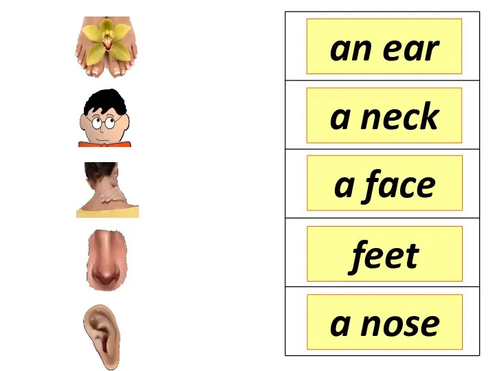 an ear a neck a face a nose feet