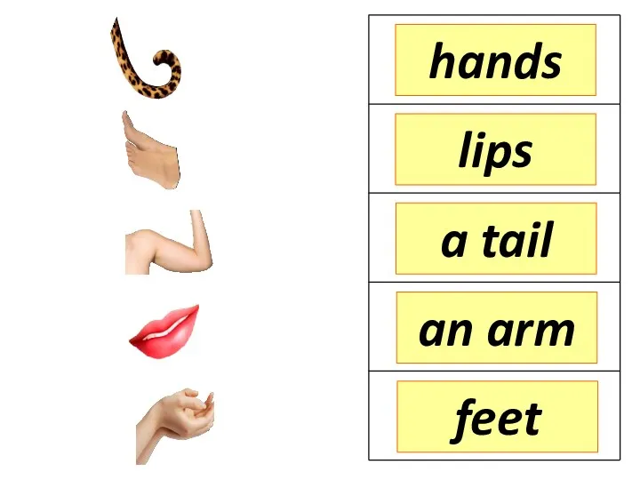 hands lips a tail feet an arm