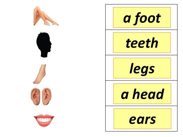 a foot teeth legs ears a head