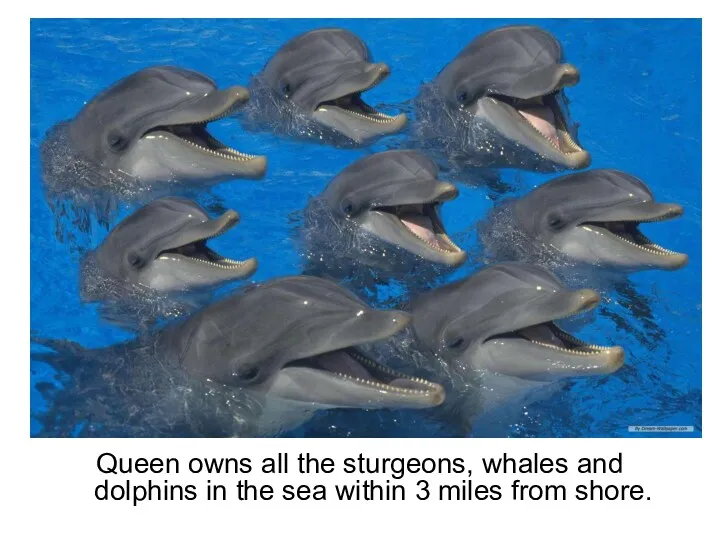 Queen owns all the sturgeons, whales and dolphins in the sea within 3 miles from shore.