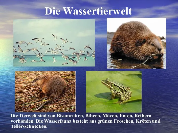 Die Wassertierwelt Die Tierwelt sind von Bisamratten, Bibern, Möven, Enten,