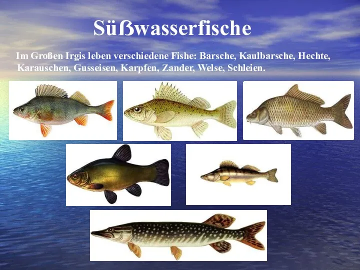 Süẞwasserfische Im Großen Irgis leben verschiedene Fishe: Barsche, Kaulbarsche, Hechte, Karauschen, Gusseisen, Karpfen, Zander, Welse, Schleien.