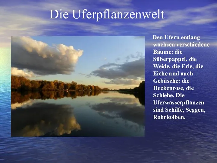 Die Uferpflanzenwelt Den Ufern entlang wachsen verschiedene Bäume: die Silberpappel,