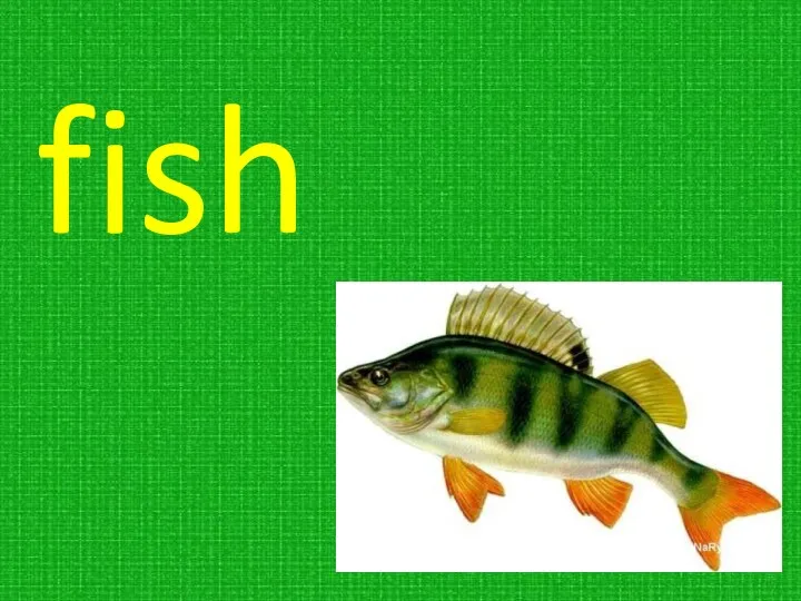 fish