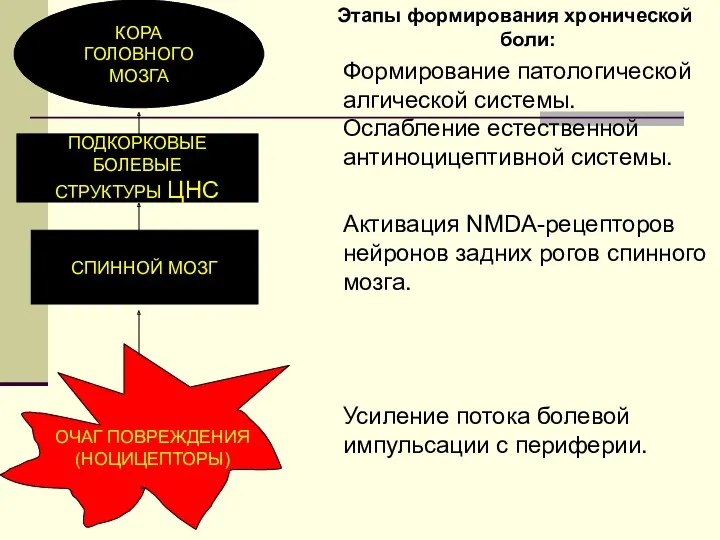 КОРА ГОЛОВНОГО МОЗГА ПОДКОРКОВЫЕ БОЛЕВЫЕ СТРУКТУРЫ ЦНС СПИННОЙ МОЗГ ОЧАГ