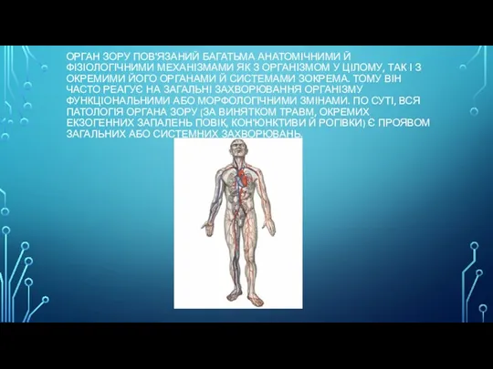 ОРГАН ЗОРУ ПОВ'ЯЗАНИЙ БАГАТЬМА АНАТОМІЧНИМИ Й ФІЗІОЛОГІЧНИМИ МЕХАНІЗМАМИ ЯК З ОРГАНІЗМОМ У ЦІЛОМУ,