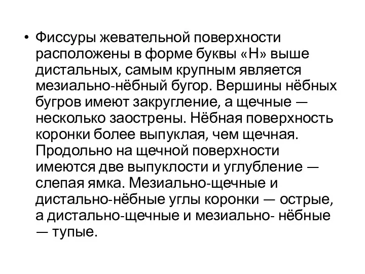 Фиссуры жевательной поверхности расположены в форме буквы «Н» выше дистальных,