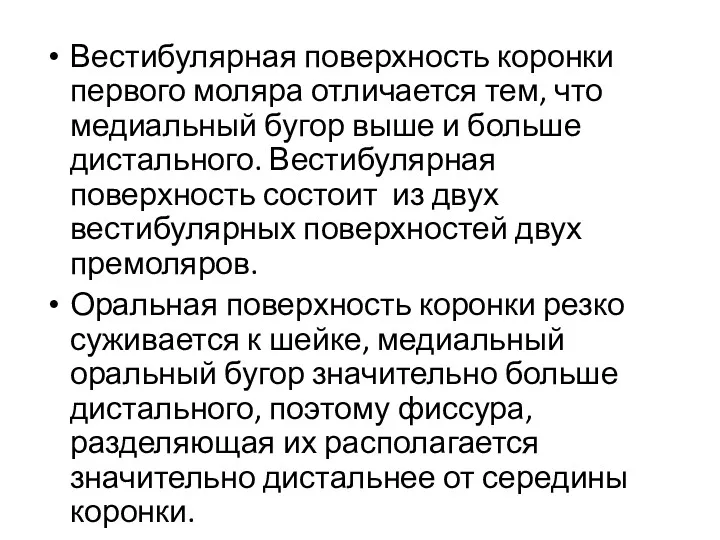 Вестибулярная поверхность коронки первого моляра отличается тем, что медиальный бугор