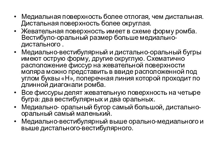 Медиальная поверхность более отлогая, чем дистальная. Дистальная поверхность более округлая.