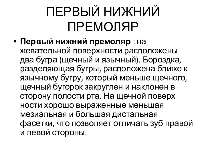 ПЕРВЫЙ НИЖНИЙ ПРЕМОЛЯР Первый нижний премоляр : на жевательной поверхности