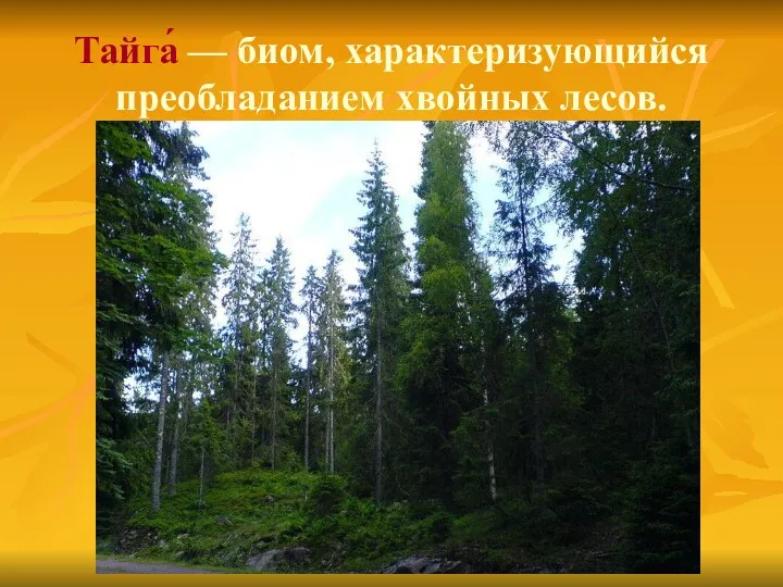 Тайга́ — биом, характеризующийся преобладанием хвойных лесов.