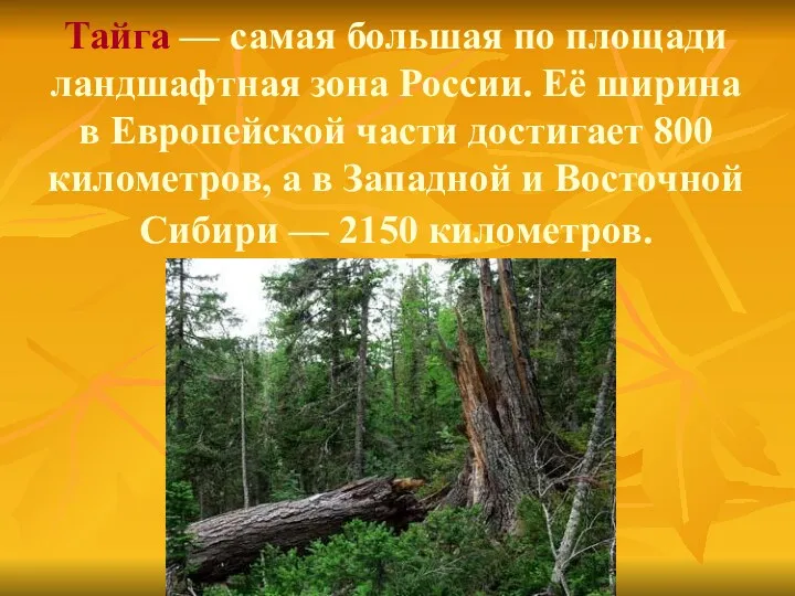 Тайга — самая большая по площади ландшафтная зона России. Её ширина в Европейской