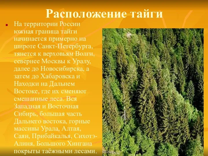 Расположение тайги На территории России южная граница тайги начинается примерно на широте Санкт-Петербурга,
