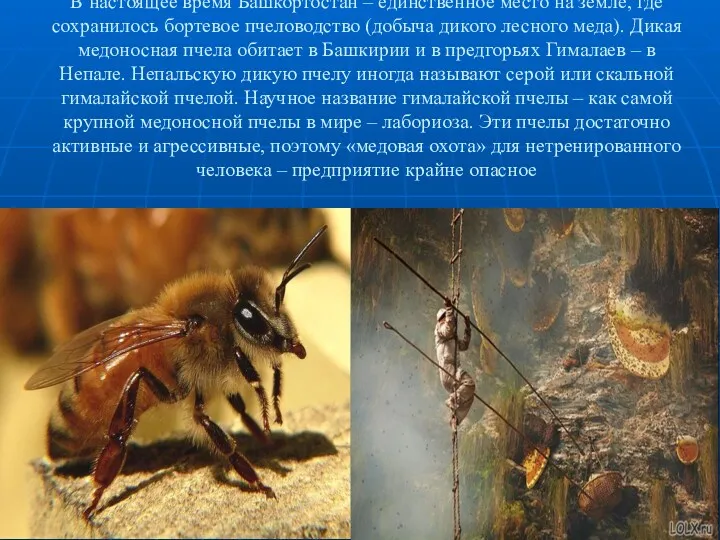 В настоящее время Башкортостан – единственное место на земле, где сохранилось бортевое пчеловодство