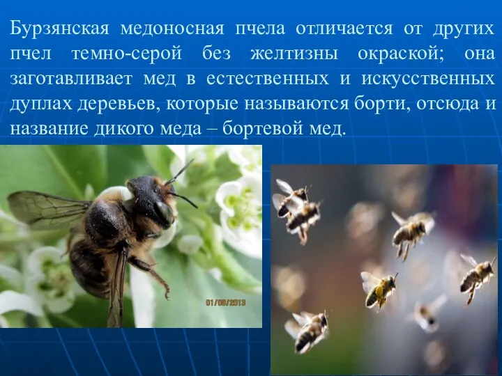 Бурзянская медоносная пчела отличается от других пчел темно-серой без желтизны окраской; она заготавливает