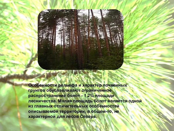 модельный лес из Прилузского района Коми вошел в двадцатку финалистов