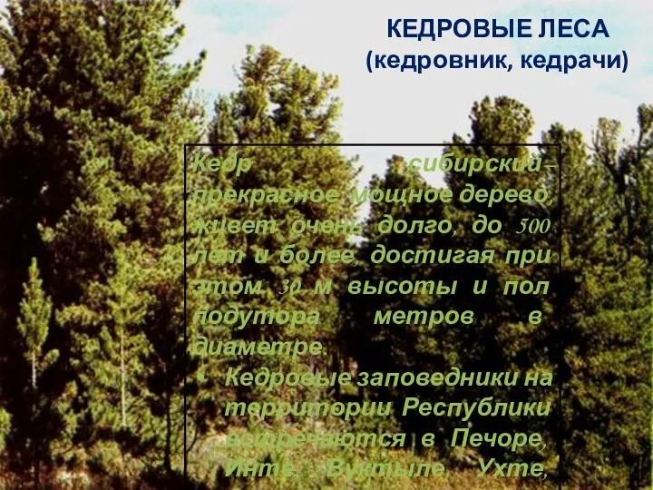 Кедр сибирский–прекрасное, мощное дерево, живет очень долго, до 500 лет