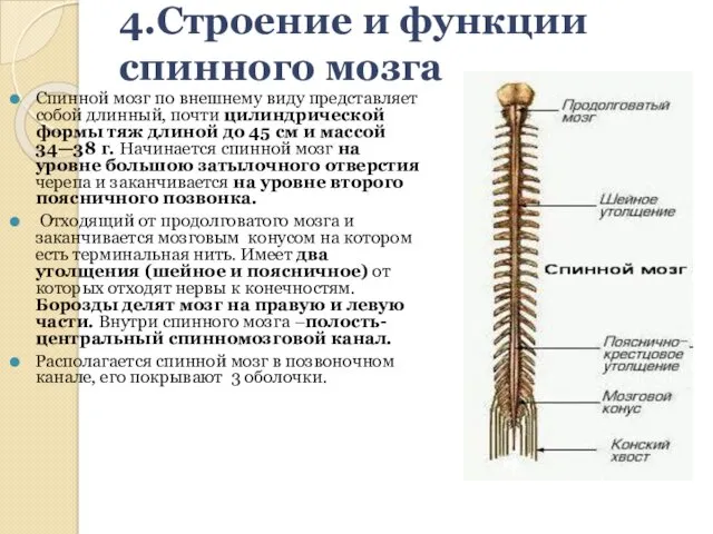 4.Строение и функции спинного мозга Спинной мозг по внешнему виду