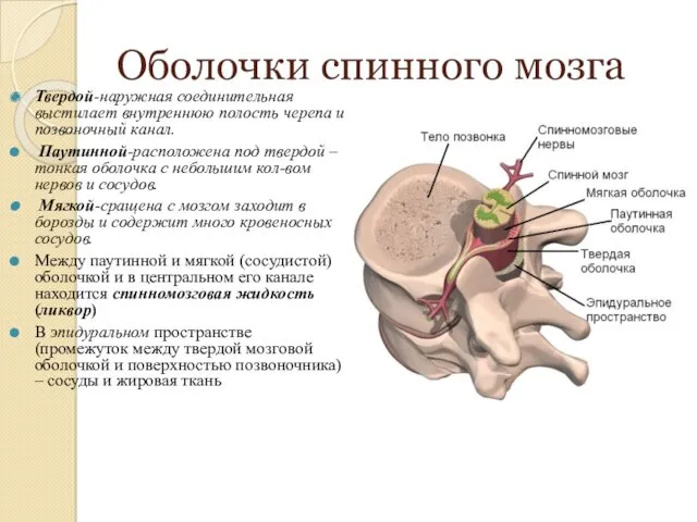 Оболочки спинного мозга Твердой-наружная соединительная выстилает внутреннюю полость черепа и позвоночный канал. Паутинной-расположена