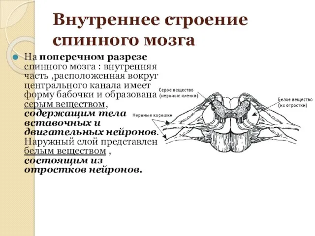 Внутреннее строение спинного мозга На поперечном разрезе спинного мозга : внутренняя часть ,расположенная