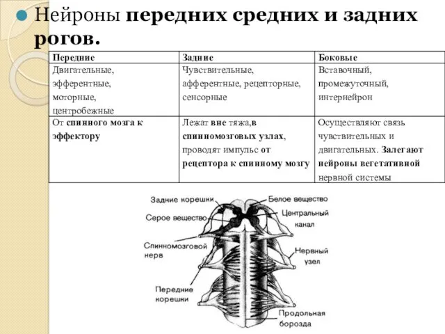 Нейроны передних средних и задних рогов.