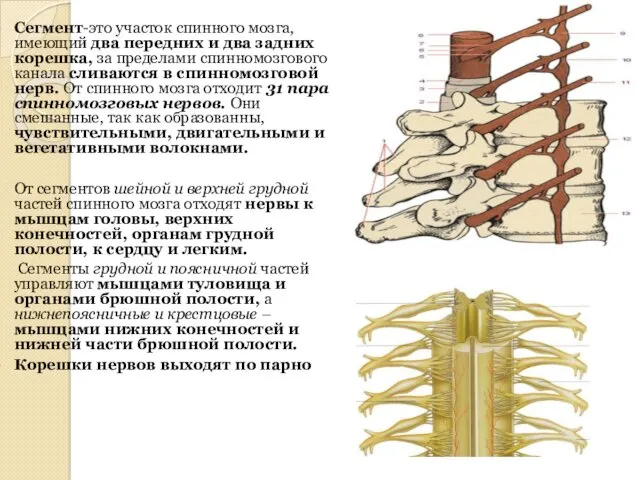 Сегмент-это участок спинного мозга, имеющий два передних и два задних корешка, за пределами