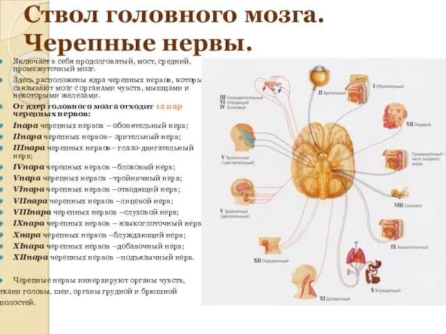 Ствол головного мозга. Черепные нервы. Включает в себя продолговатый, мост, средний, промежуточный мозг.