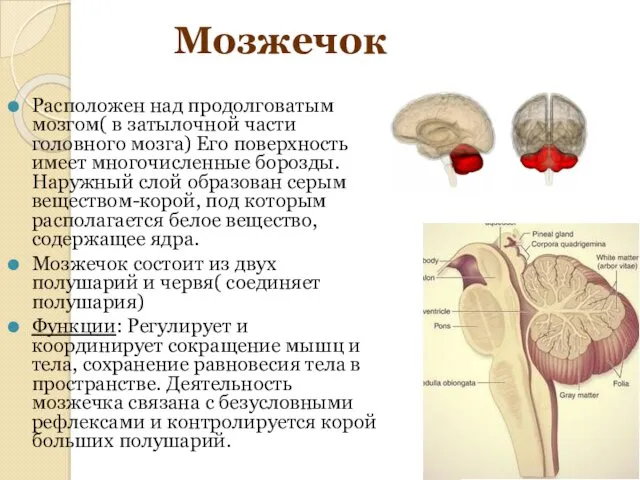 Мозжечок Расположен над продолговатым мозгом( в затылочной части головного мозга) Его поверхность имеет