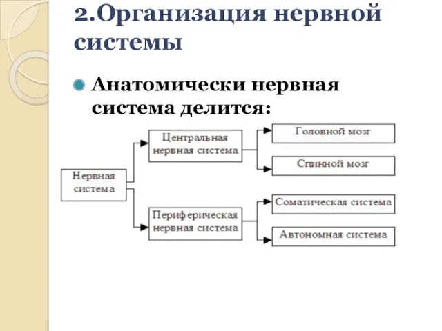 2.Организация нервной системы Анатомически нервная система делится: