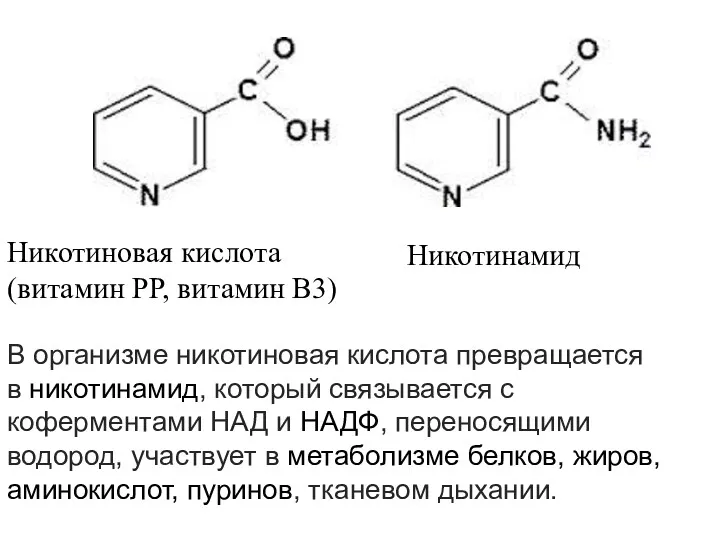 Никотиновая кислота (витамин РР, витамин В3) Никотинамид В организме никотиновая