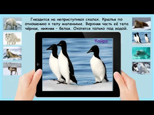 Кайра Гнездится на неприступных скалах. Крылья по отношению к телу