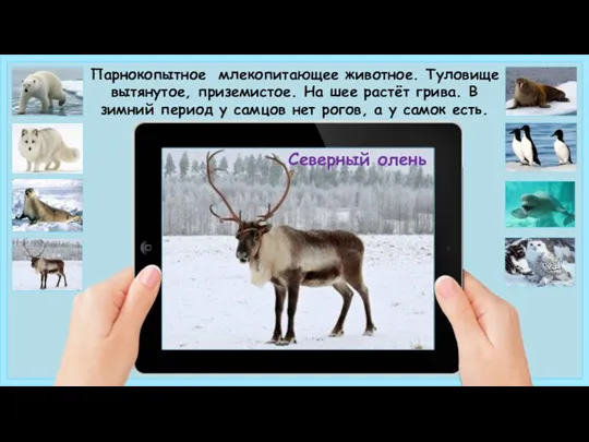 Северный олень Парнокопытное млекопитающее животное. Туловище вытянутое, приземистое. На шее