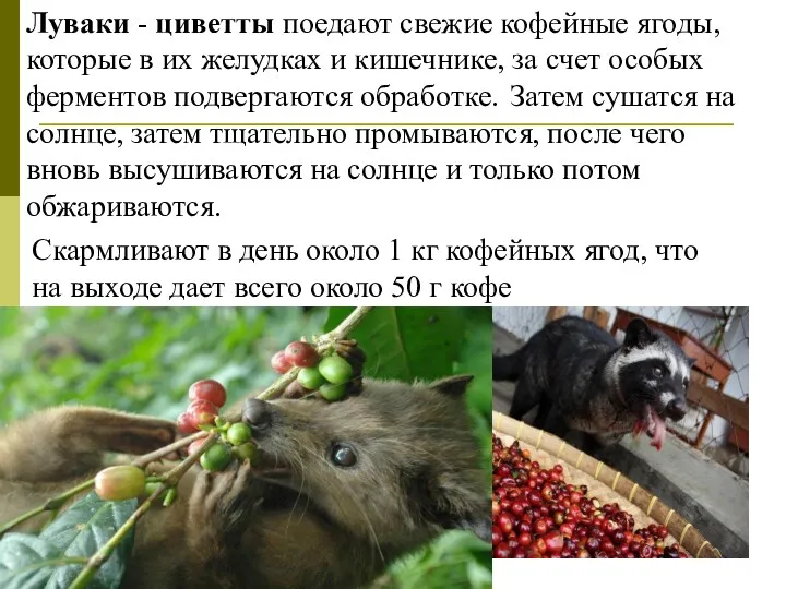 Луваки - циветты поедают свежие кофейные ягоды, которые в их