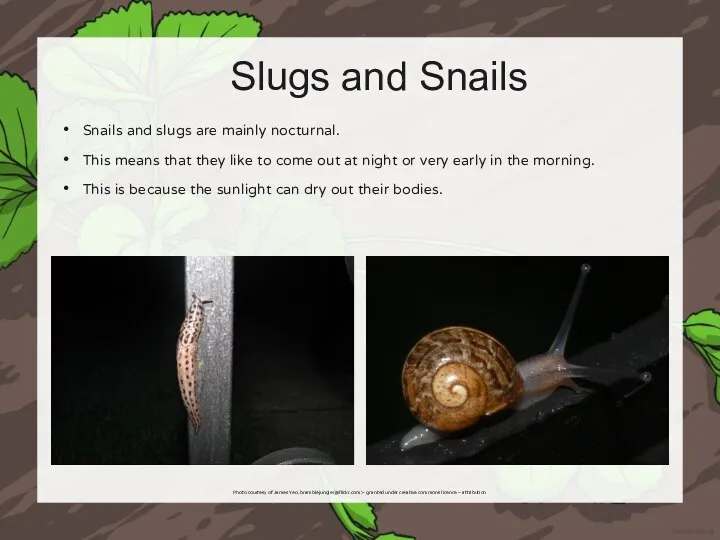 Slugs and Snails Snails and slugs are mainly nocturnal. This