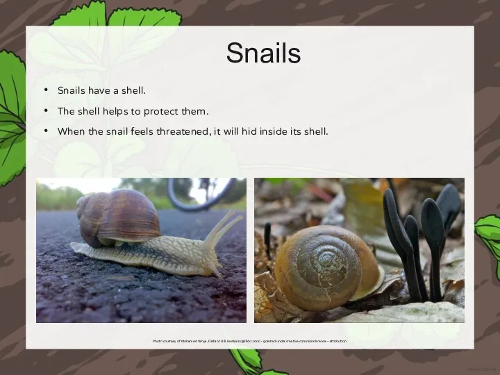 Snails Snails have a shell. The shell helps to protect