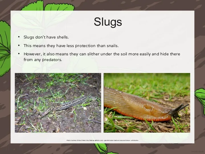 Slugs Slugs don’t have shells. This means they have less