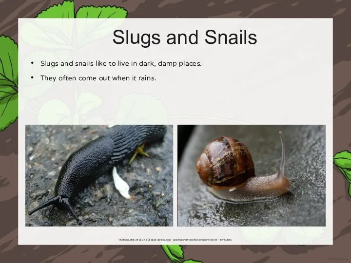 Slugs and Snails Slugs and snails like to live in