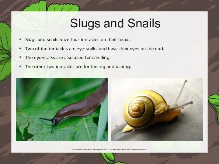 Slugs and Snails Slugs and snails have four tentacles on