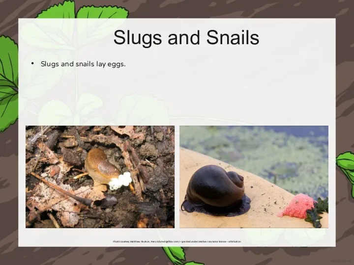 Slugs and Snails Slugs and snails lay eggs. Photo courtesy