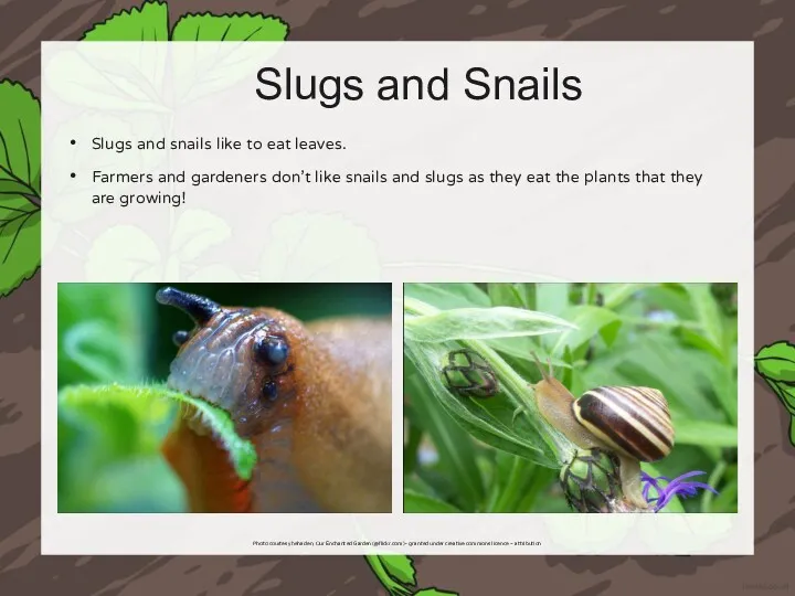 Slugs and Snails Slugs and snails like to eat leaves.