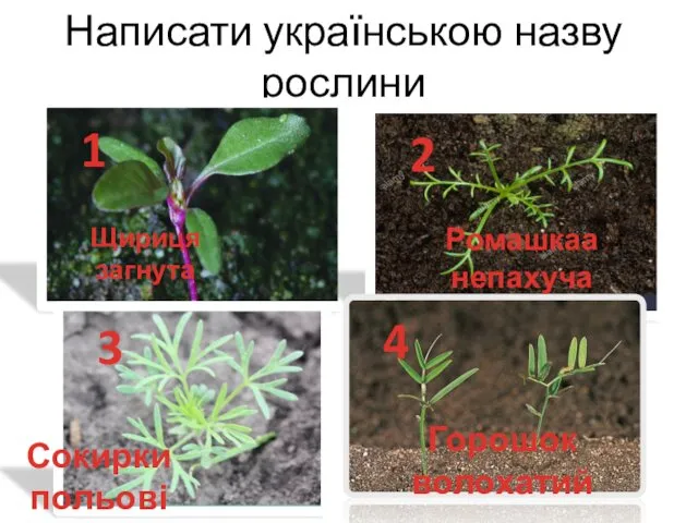 Написати українською назву рослини 1 2 3 4 Горошок волохатий Щириця загнута Сокирки польові Ромашкаа непахуча