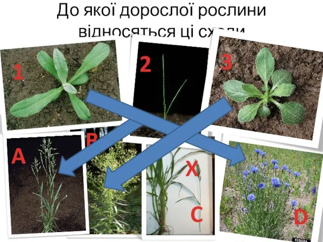 До якої дорослої рослини відносяться ці сходи 1 D A C B 3 2 X