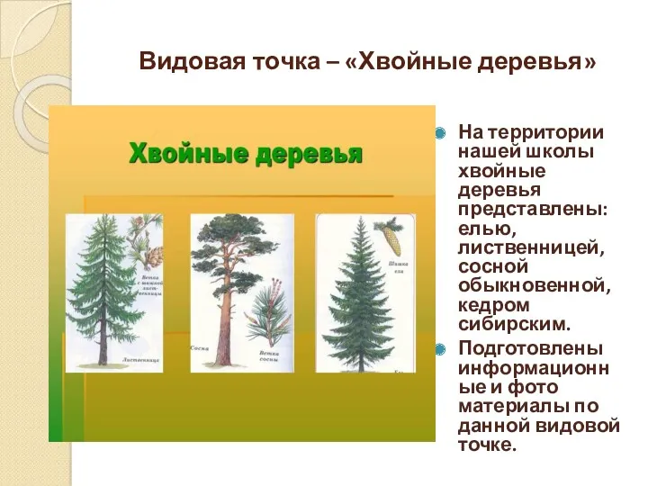 Видовая точка – «Хвойные деревья» На территории нашей школы хвойные деревья представлены: елью,