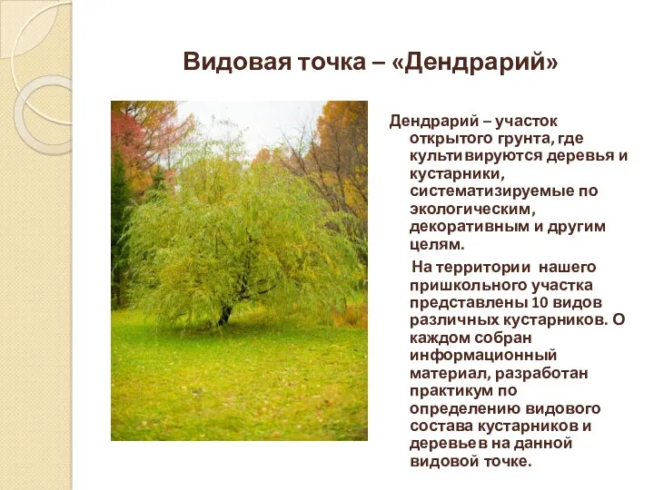 Видовая точка – «Дендрарий» Дендрарий – участок открытого грунта, где культивируются деревья и