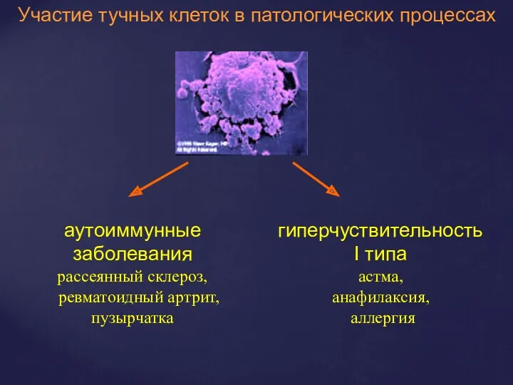 Участие тучных клеток в патологических процессах