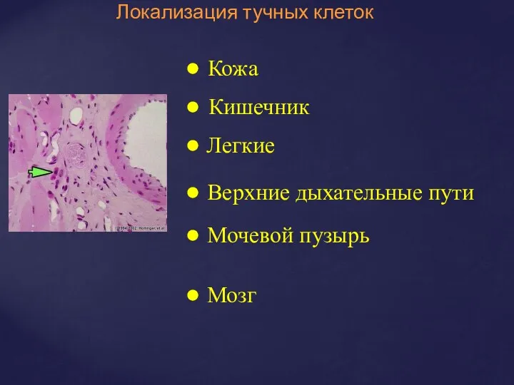 Локализация тучных клеток